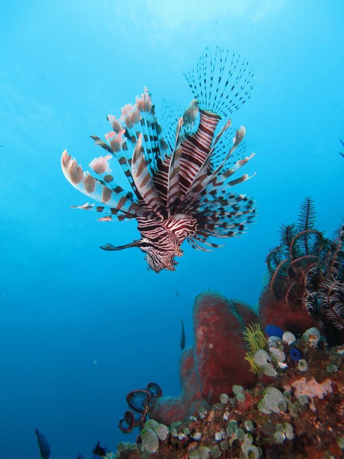 Jukung Dive Resort Bali Amed Ngoại thất bức ảnh