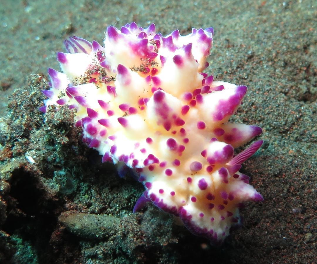 Jukung Dive Resort Bali Amed Ngoại thất bức ảnh