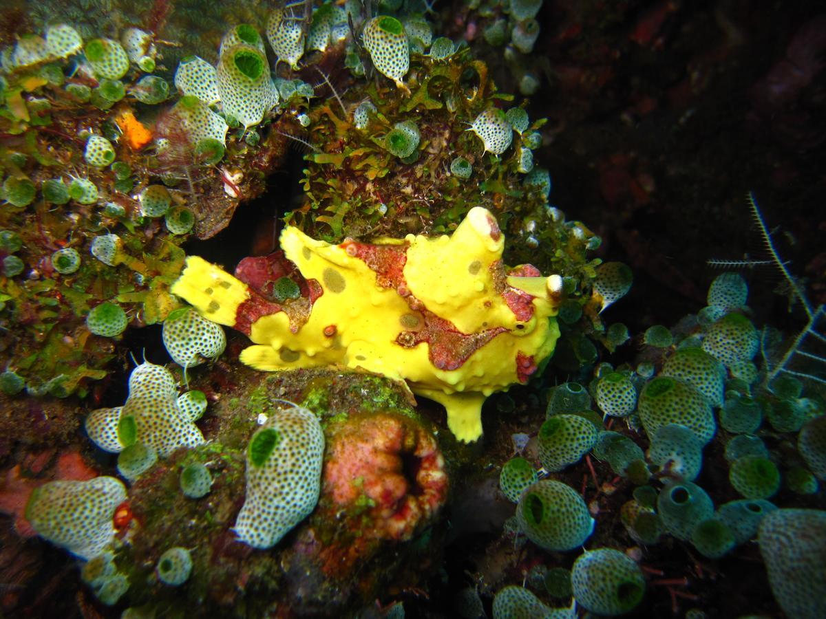 Jukung Dive Resort Bali Amed Ngoại thất bức ảnh