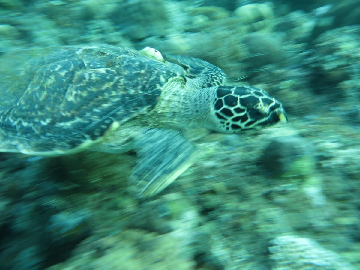Jukung Dive Resort Bali Amed Ngoại thất bức ảnh