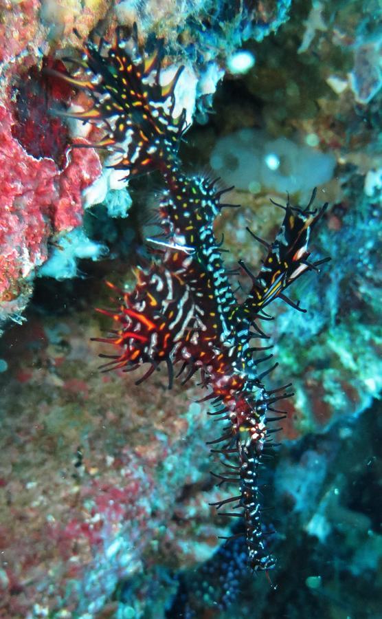 Jukung Dive Resort Bali Amed Ngoại thất bức ảnh